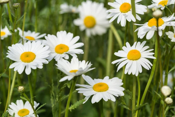 Närbild bild av vilda daisy blommor i wildflower äng landsk关闭了图像的野花草地 landsc 野雏菊花 — 图库照片