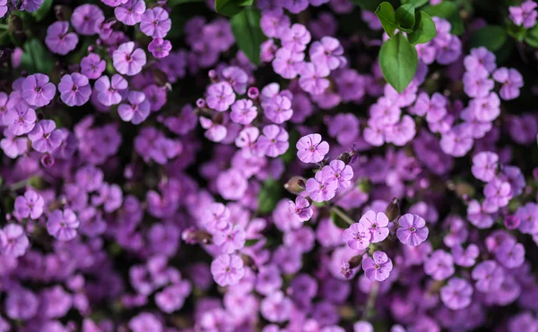 Закрыть верхний вид изображения фиолетового пейзажа диких цветов — стоковое фото