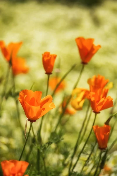Close up image of California poppy flowers in landscape — Stock Photo, Image