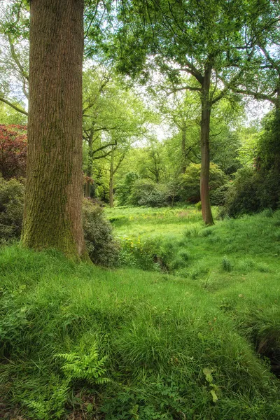 Пейзаж изображения красивых ярких пышных зеленых лесов — стоковое фото
