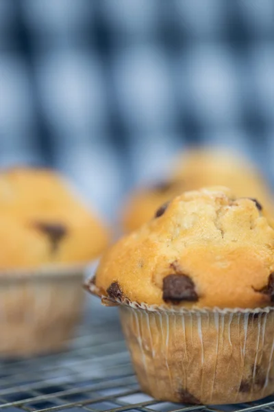 Home made tasty chocolate chip muffins on cooling rack — Stock Photo, Image