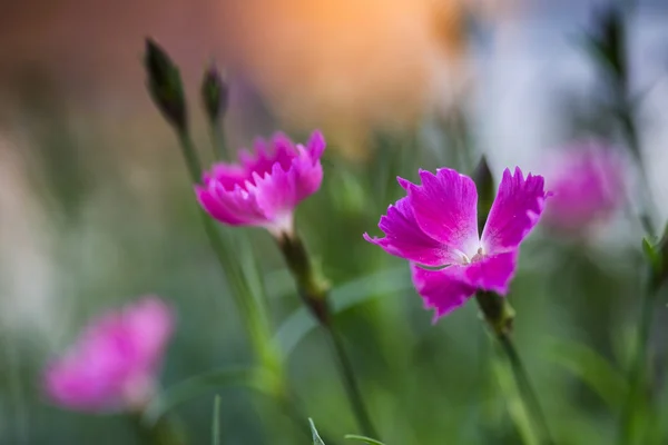 充满活力的粉红色薰镶边植物的特写 — 图库照片