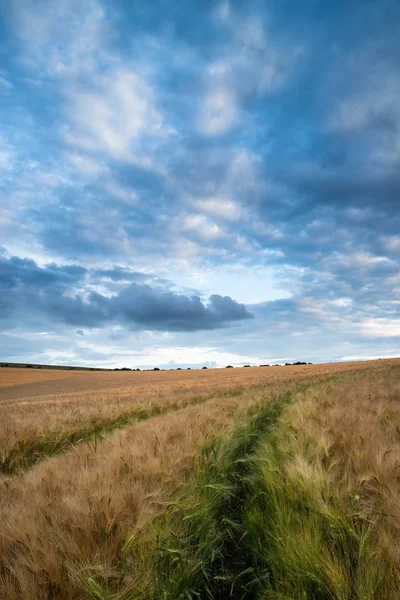 Stunning wheat field landscape under Summer stormy sunset sky — Stock Photo, Image