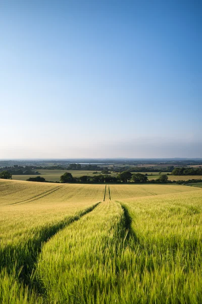 Bellissimo paesaggio campo di grano in brillante luce del sole estivo evenin — Foto Stock