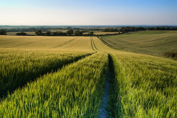 Hermoso campo de trigo paisaje en la luz del sol brillante verano incluso en —  Fotos de Stock