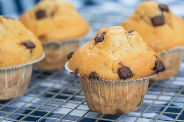 Home made tasty chocolate chip muffins on cooling rack — Stock Photo, Image