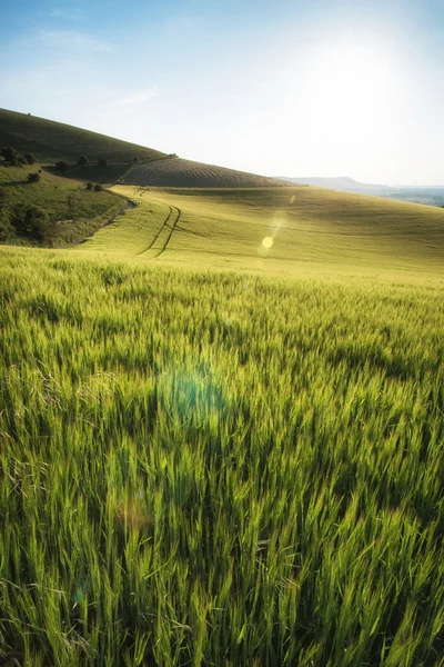Beautiful landscape wheat field in bright Summer sunlight evenin — Stock Photo, Image