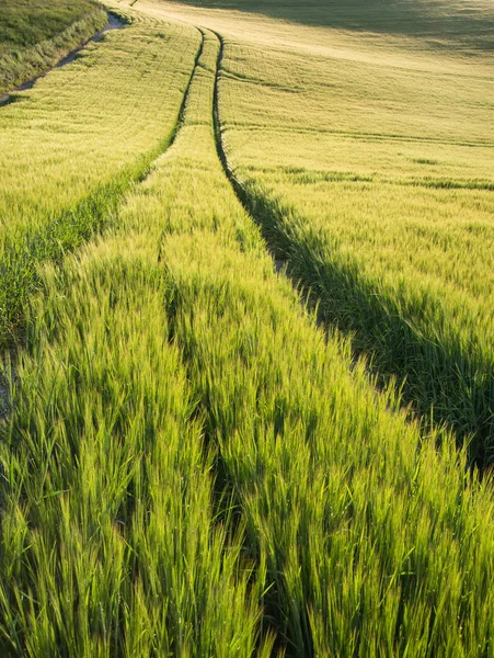 Beautiful landscape wheat field in bright Summer sunlight evenin — Stock Photo, Image