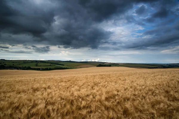 令人惊叹的小麦领域风景在夏天暴风雨的夕阳的天空之下 — 图库照片