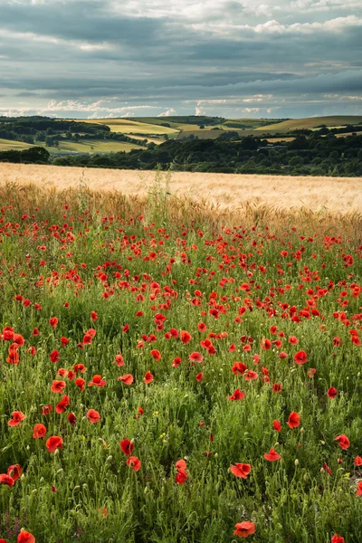 Beautiful poppy field landscape during sunset with dramatic sky — Stock Photo, Image