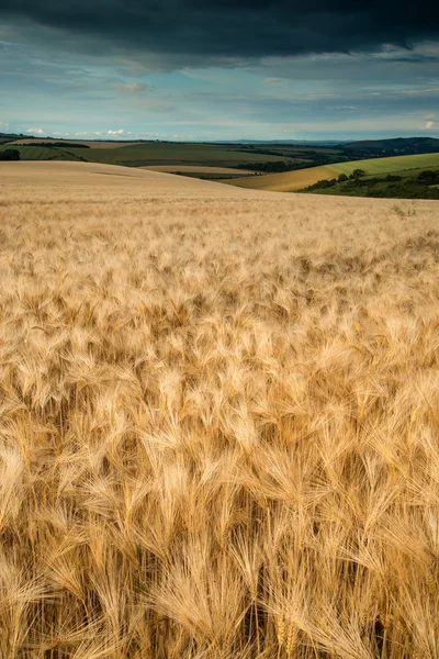 Impresionante paisaje de campo de trigo bajo el cielo del atardecer tormentoso verano — Foto de Stock