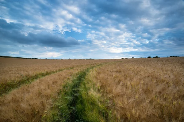 Stunning wheat field landscape under Summer stormy sunset sky — Stock Photo, Image