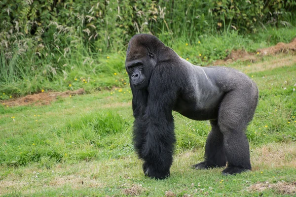 Gevangenschap bedreigde westelijke laaglandgorilla — Stockfoto