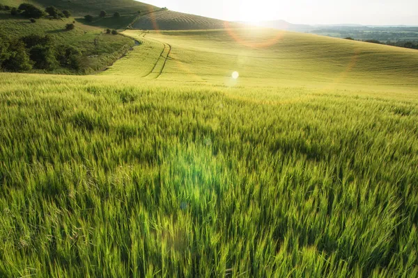 Прекрасное ландшафтное пшеничное поле в яркий летний солнечный вечер — стоковое фото