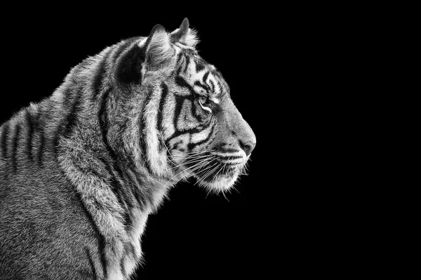 Retrato de tigre Sumatra em preto e branco — Fotografia de Stock