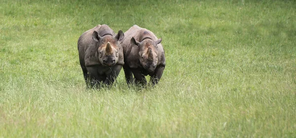 Black rhinoceros diceros bicornis michaeli in captivity — Stock Photo, Image