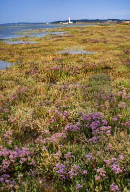 sulak yeşillik sırasında doğru l fırtınalı gökyüzü günbatımı manzara