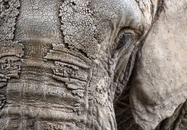 Afrika fili loxodonta africana yüz portre kadar yakın