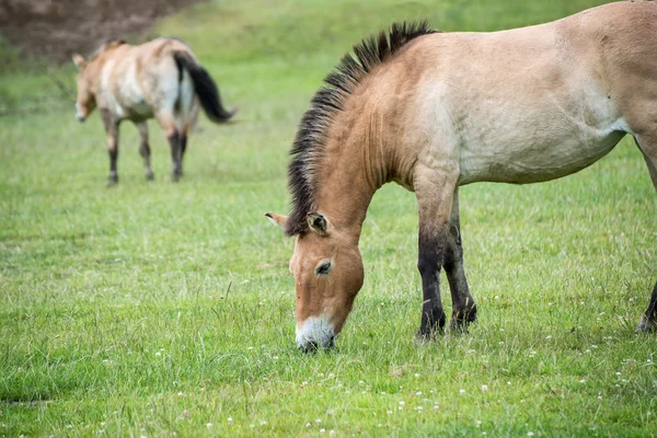 Przewaski cavalo equus ferus przwealski em cativeiro — Fotografia de Stock