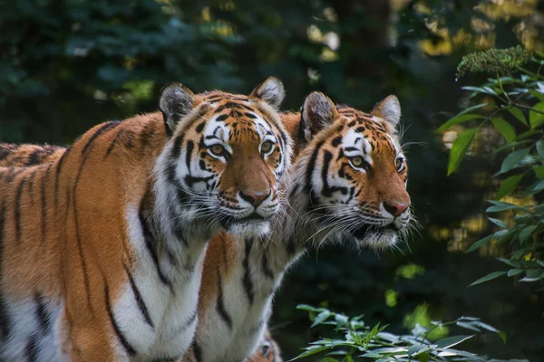 Bengal tiger panthera tigris tigris in captivity — Stock Photo, Image
