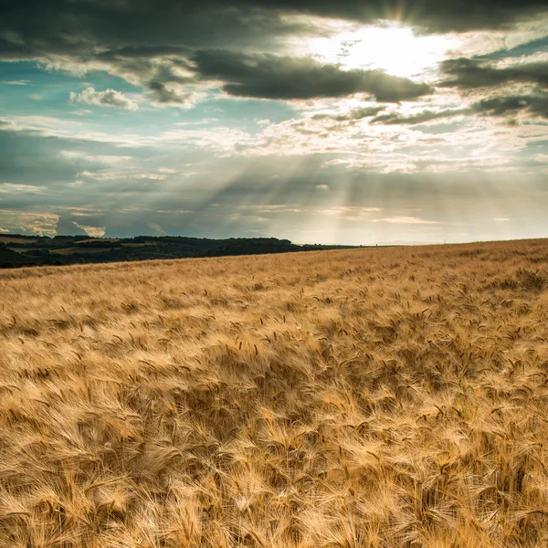 Atemberaubende Landschaft Weizenfeld im Sommer Sonnenuntergang — Stockfoto