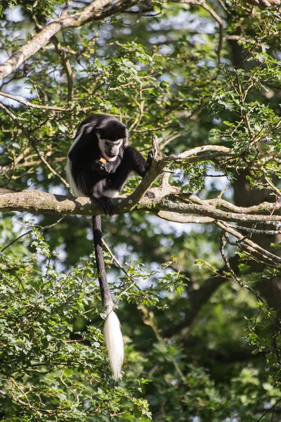 Mono de Brazza comiendo en copas de árboles Cercopithectus neglectus — Foto de Stock