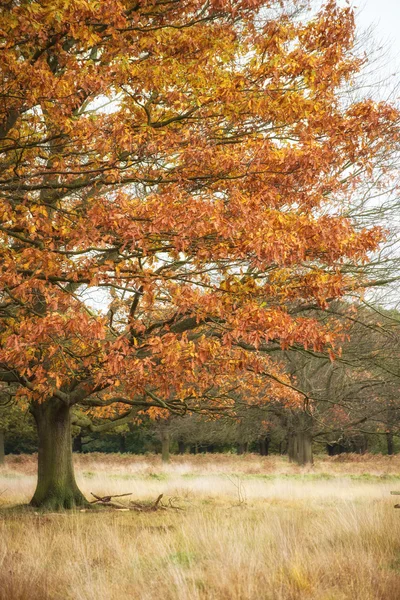 Schöne Herbstfärbung im Wald — Stockfoto