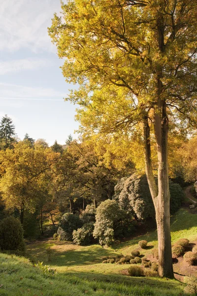 Superbe paysage forestier vibrant d'automne — Photo