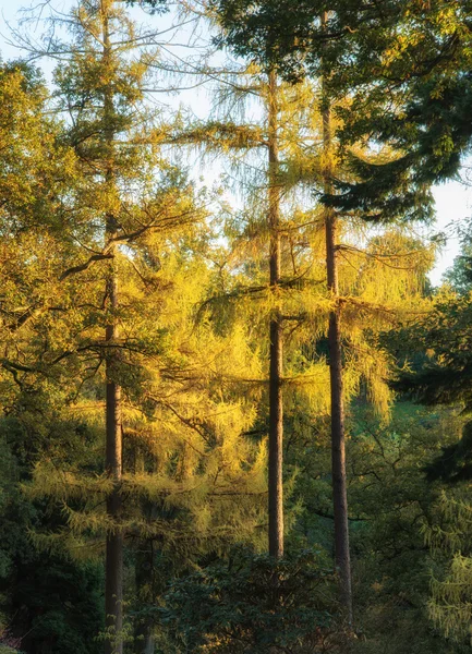 숲에서 나무의 아름 다운 활기찬가 풍경 — 스톡 사진