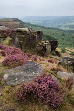 İngiltere 'nin Peak District Ulusal Parkı' ndaki Curbar Edge 'de son dönem yaz canlı fundasının çarpıcı manzara görüntüsü
