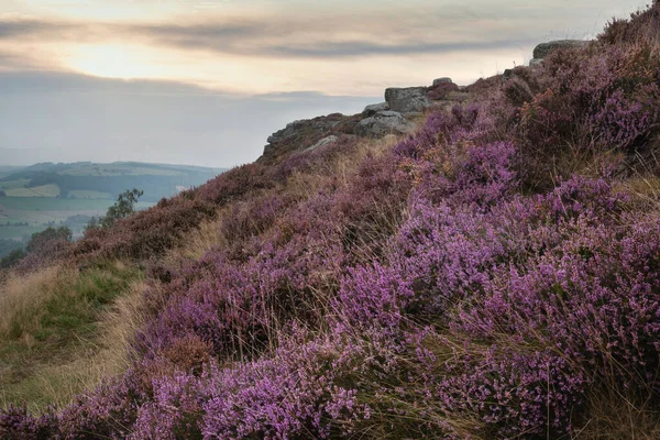 İngiltere 'nin Peak District Ulusal Parkı' ndaki Curbar Edge 'de son dönem yaz canlı fundasının çarpıcı manzara görüntüsü