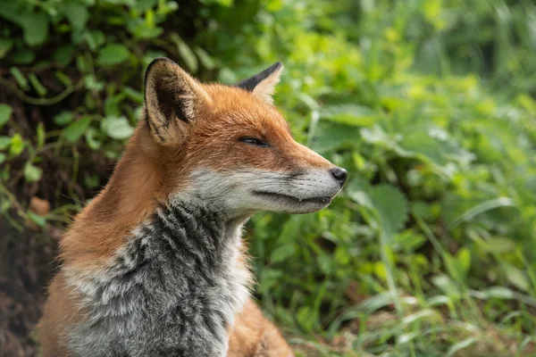 Belo Retrato Vulpes Red Fox Vulpes Com Fundo Verde Exuberante — Fotografia de Stock