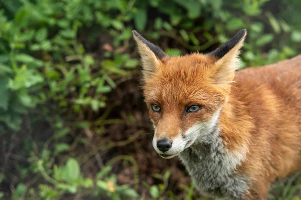 Прекрасний Портрет Vulpes Red Fox Буйним Зеленим Фоном — стокове фото