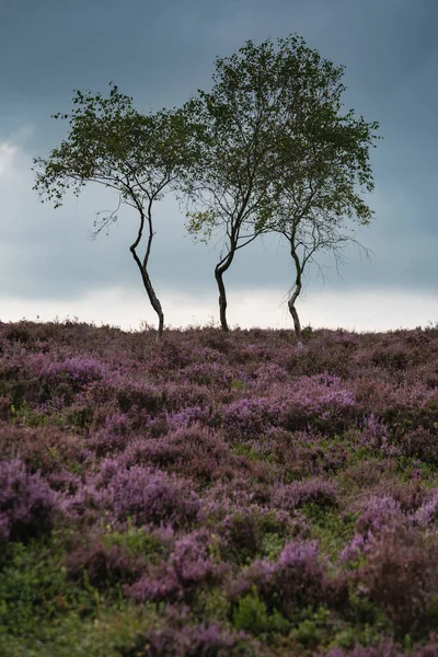 Ngiltere Nin Peak District Ulusal Parkı Ndaki Surprise View Son — Stok fotoğraf