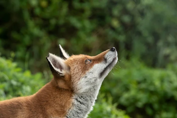 Schöne Porträt Von Red Fox Vulpes Vulpes Mit Sattgrünem Hintergrund — Stockfoto