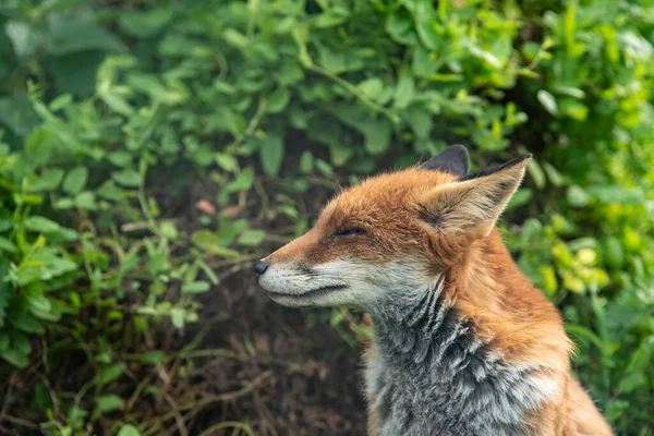 Beautiful Portrait Red Fox Vulpes Vulpes Vulpes Lush Green Background — стоковое фото