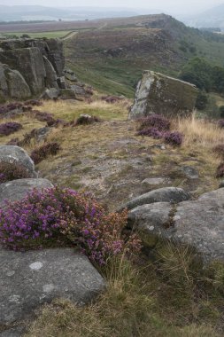 İngiltere 'nin Peak District Ulusal Parkı' ndaki Curbar Edge 'de son dönem yaz canlı fundasının çarpıcı manzara görüntüsü