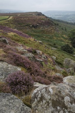 İngiltere 'nin Peak District Ulusal Parkı' ndaki Curbar Edge 'de son dönem yaz canlı fundasının çarpıcı manzara görüntüsü