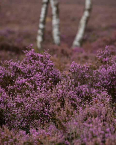Stunning Landscape Image Late Summer Heather Surprise View Peak District — Stock Photo, Image