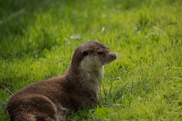 Красивый Портрет Выдры Mustelidae Lutrinae Летний Солнечный Свет Пышной Траве — стоковое фото