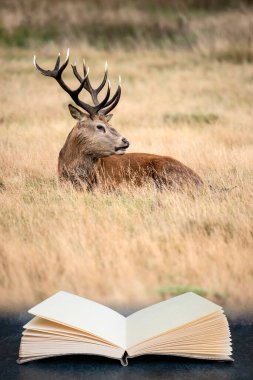 Güzel kırmızı geyik geyiği Cervus Elaphus sonbahar ormanlık arazisinde monoton çiftleşme mevsiminde kitap okurken sayfalardan çıkıyor.