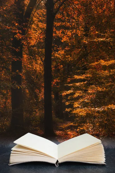 Mooie Herfst Herfst Herfst Kleurrijke Levendige Bos Landschap Komt Uit — Stockfoto