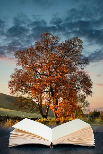 湖区农村美丽的秋色风景从书画中脱颖而出 — 图库照片