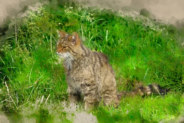 夏の日差しの中で木の上でリラックスした美しいスコットランドの野生の猫のデジタル水彩画 — ストック写真