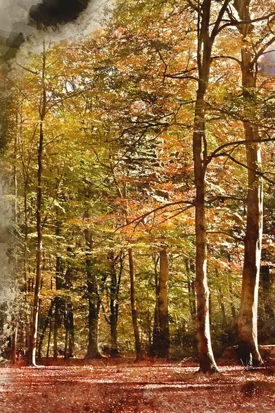 Pintura Aquarela Digital Bela Imagem Paisagem Floresta Coberta Outono Queda — Fotografia de Stock