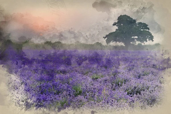 英国农村薰衣草田上令人惊叹的雾蒙蒙的日出景观的数字水彩画 — 图库照片