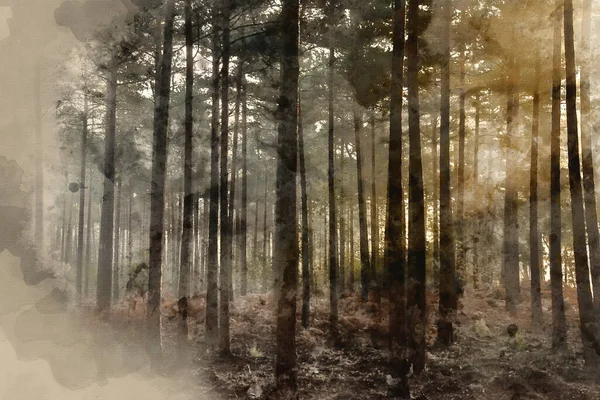 Цифровая Акварельная Живопись Осеннего Туманного Утра Сосновом Лесу — стоковое фото