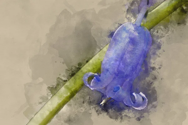 Digital Watercolour Painting Bluebells Spring — Foto Stock
