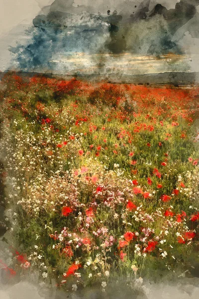 Digitalt Akvarellmaling Stunning Valmuelandskap Sommersolnedgangslys – stockfoto