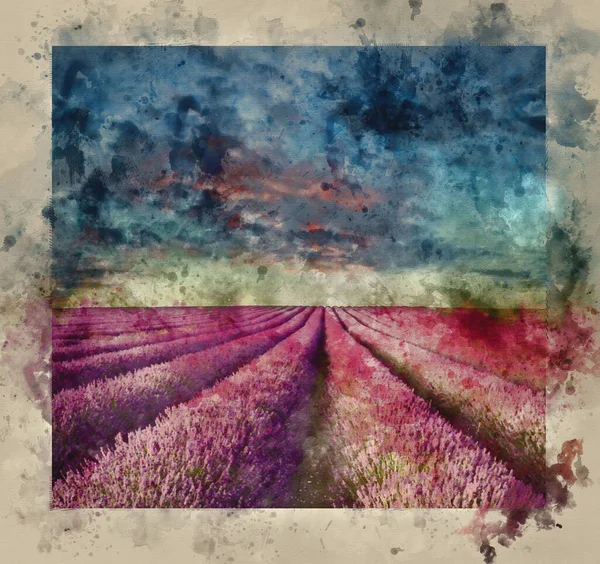 Digital Watercolour Painting Stunning Summer Sunset Lavender Field Landscape — стоковое фото